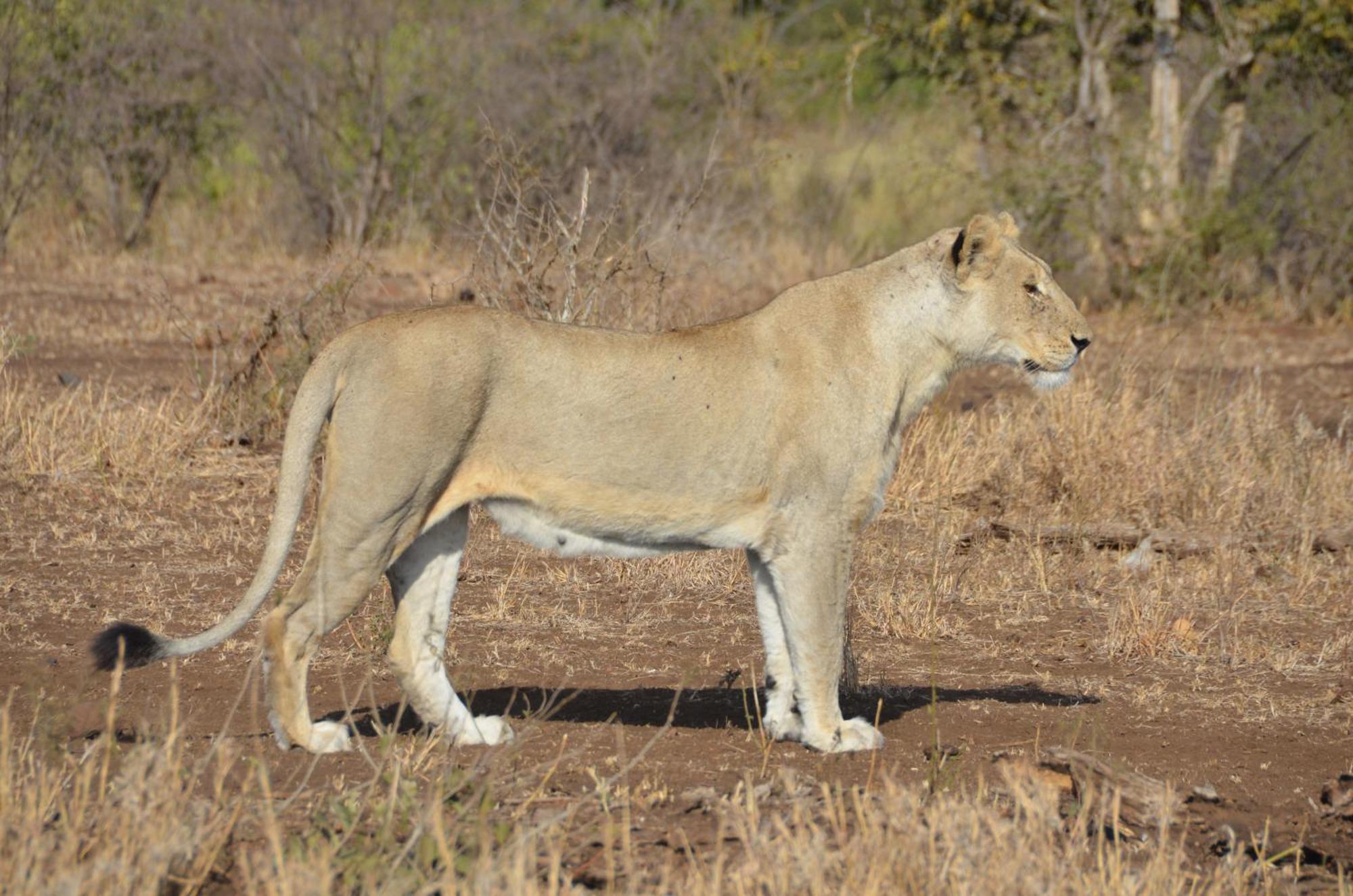 Kholiwe On Kruger Lodge & Safaris Marloth Park Exterior foto
